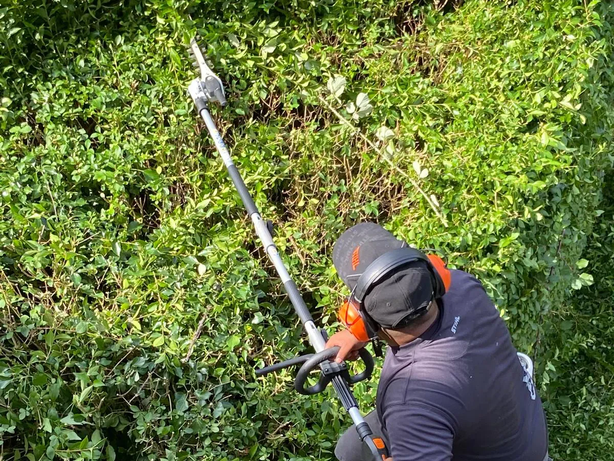 Rafi using a long-reach hedge trimmer on an overgrown garden hedge.