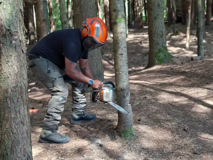 Rafi wearing forestry PPE while carrying out chainsaw work on a tree.